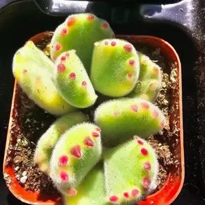 Bear's Paw Cotyledon Live - Fuzzy Succulent with Red Tips Plush Textured Easy Care Houseplant 4oz Adorable Fuzzy Texture Unique Shrubby Growth Drought-Tolerant