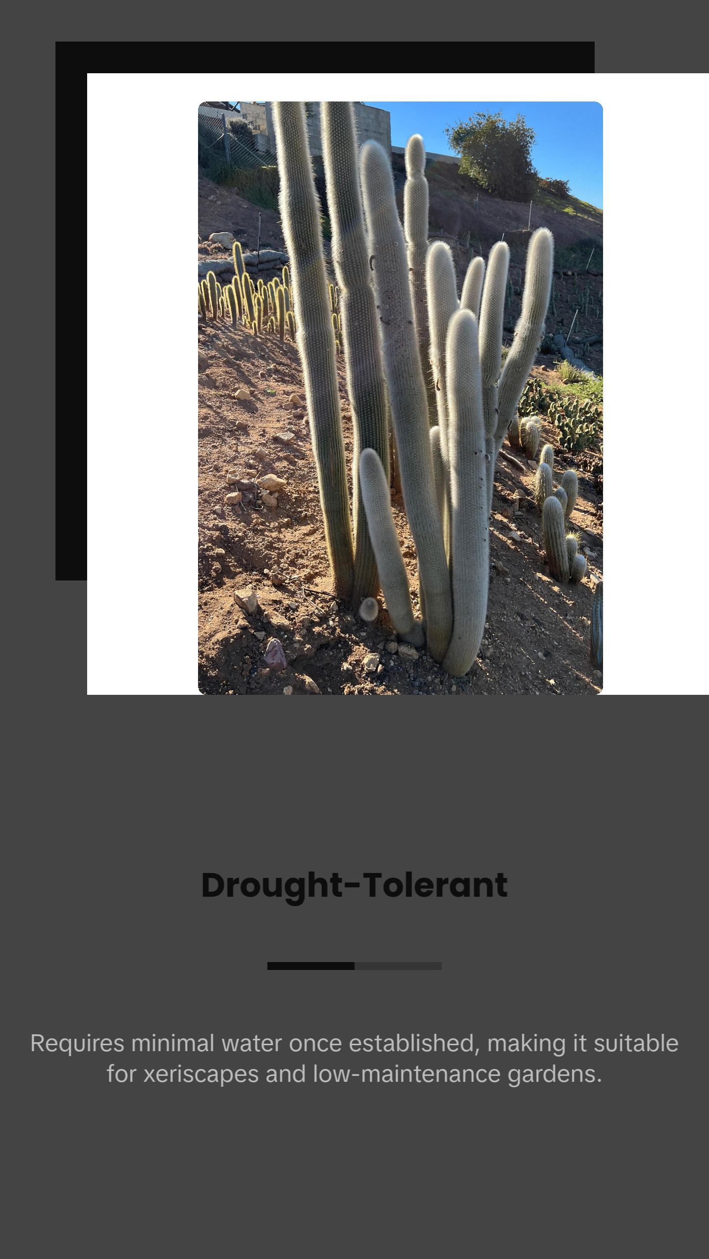 Silver Torch Cactus - Cleistocactus Strausii