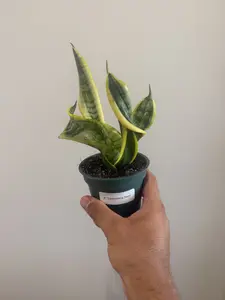4" Sansevieria Twist