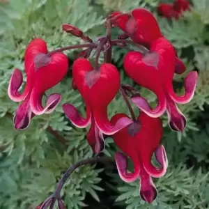 Bleeding Heart - Valentine , Perennial