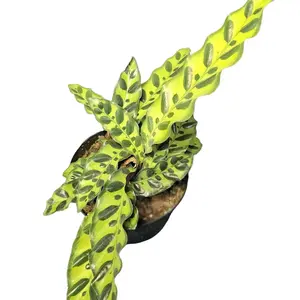 Rattlesnake Calathea, 6" pot, live houseplant, live plant