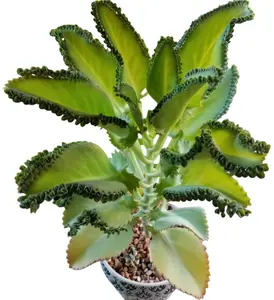 Mother of Thousands Plant Mother of Millions Succulent Kalanchoe Daigremontiana Plant 4"Pot
