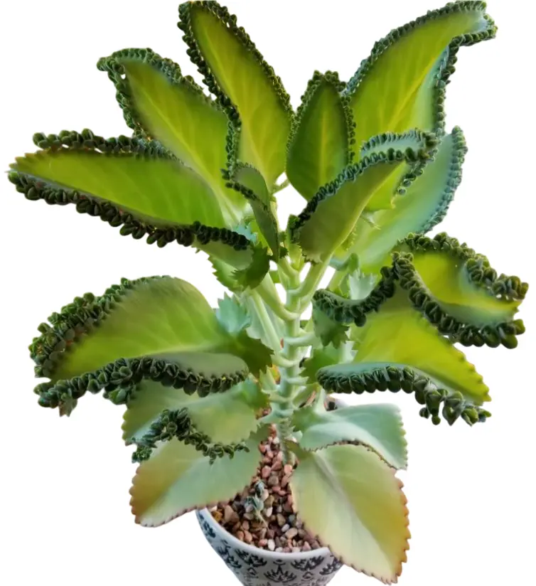 Mother of Thousands Plant Mother of Millions Succulent Kalanchoe Daigremontiana Plant 4"Pot