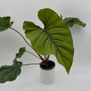 Adelomena Red Velvet 4" Pot Decor Interior Rare Collector's Houseplant with Unique Leaf High Humidity Needs Central South America Origin