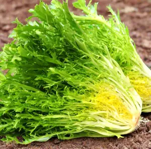 500+ Frisse Endive Seeds for Planting, Heirloom Vegetable Seeds for Garden