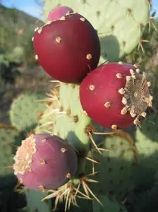 seed  Opuntia Ficus Indica Nopal Edible Cactus Nopalera Prickly Pears Tuna Red Fruits Variety 20 Seeds Grafting Stock