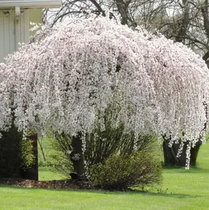 Weeping Cherry Tree Cherry Blossom Tree 6-12" Tall 2.5 Inch Pot