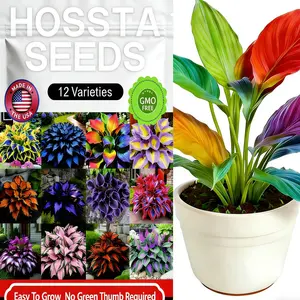 12 Varieties Hosta Seeds 12000+Pcs Mixed Color, Rare Shade Tolerant Perennial Seeds with Beautiful Foliage, Easy Care & Ideal for Outdoor Ground Cover, Garden Beds & Potted Planting