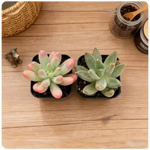 4 inch Elegant Blue-Green Harmony: Cascading Blue Jelly Bean Sedum Paired with Compact Pachyveria 'Little Jewels' Succulents for Modern Style