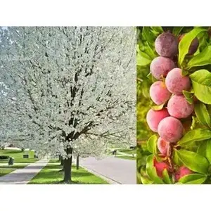 Live Tree: American Plum, 2-5ft, Great for Landscaping