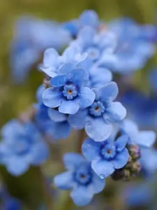 Cynoglossum Amabile Chinese Forget-Me-Not Flower Seeds 1 oz Pack 6,000 Seeds Open Pollinated Non-GMO Supports Sustainable Farming