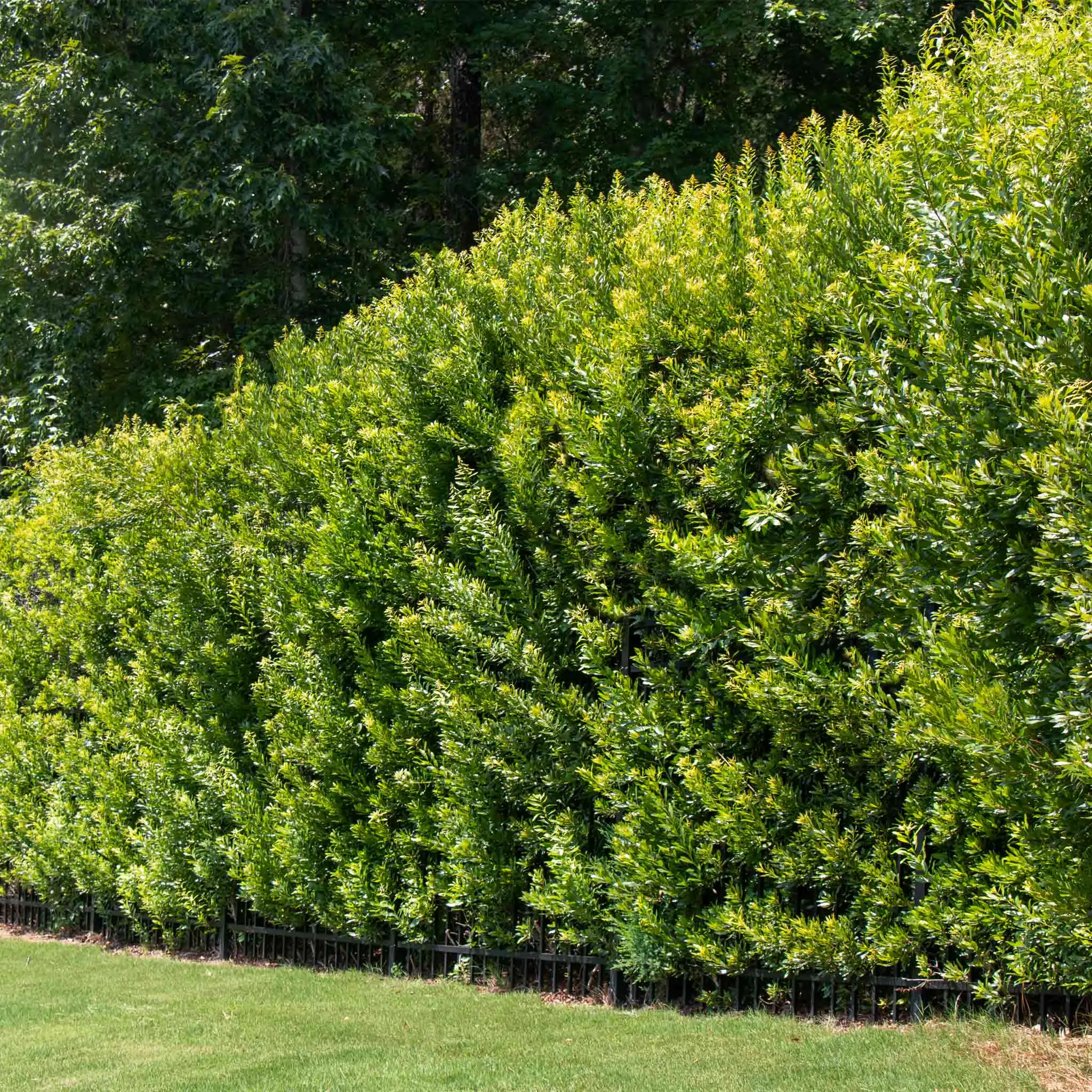 Southern Wax Myrtle Hedge