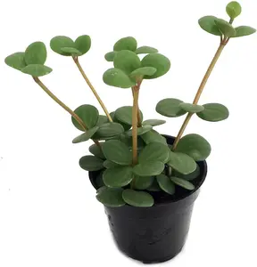 Hope Peperomia -4" Pot