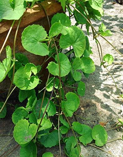 200+ Seeds Gotu Kola Big Leaf Centella Asiatica Indian Pennywort Brahmi Rau Má Organic Vegetable Planting Non-GMO, green