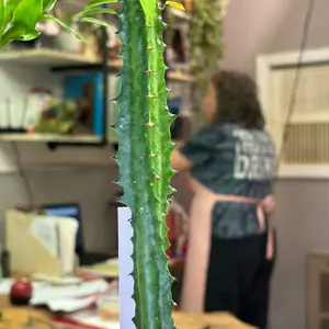 African milk tree 4 in pot. Live plant
