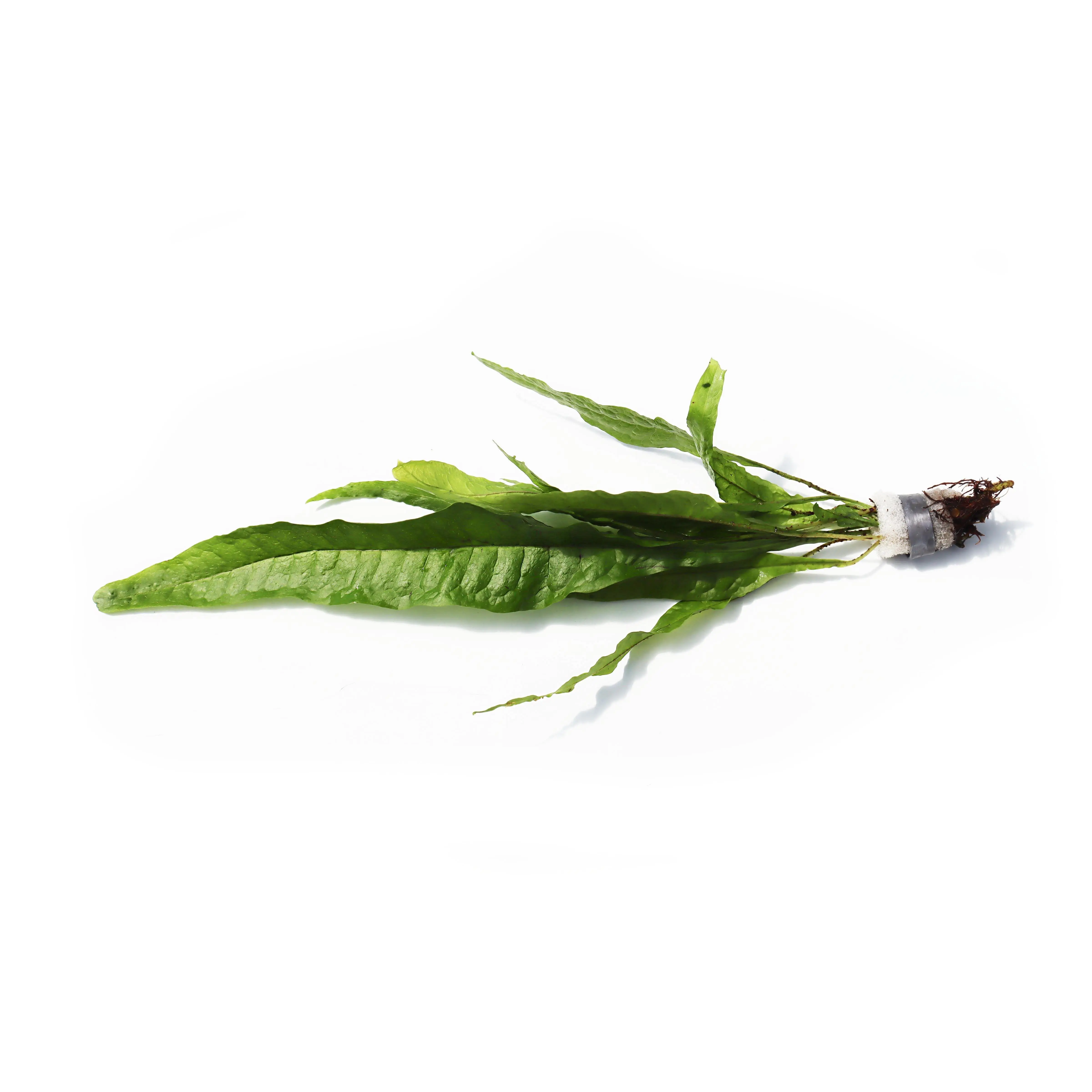 Java Fern. (Regular) 6 Inches