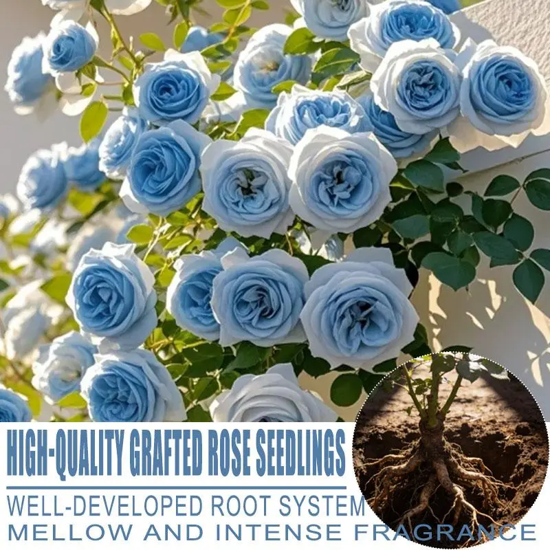 Dreamy sky blue grafted rose bare root seedlings! Intense soft fragrance, blooms repeatedly all year long. Well-developed roots bring great survival rate, perfect to brighten your garden and balcony!