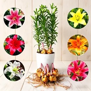 Mixed color Shangri-La flower bulbs, Asian Shangri-La flower bulbs, perennial flower, easy to grow, fragrant bloom, suitable for garden beds, flower beds, potted plants