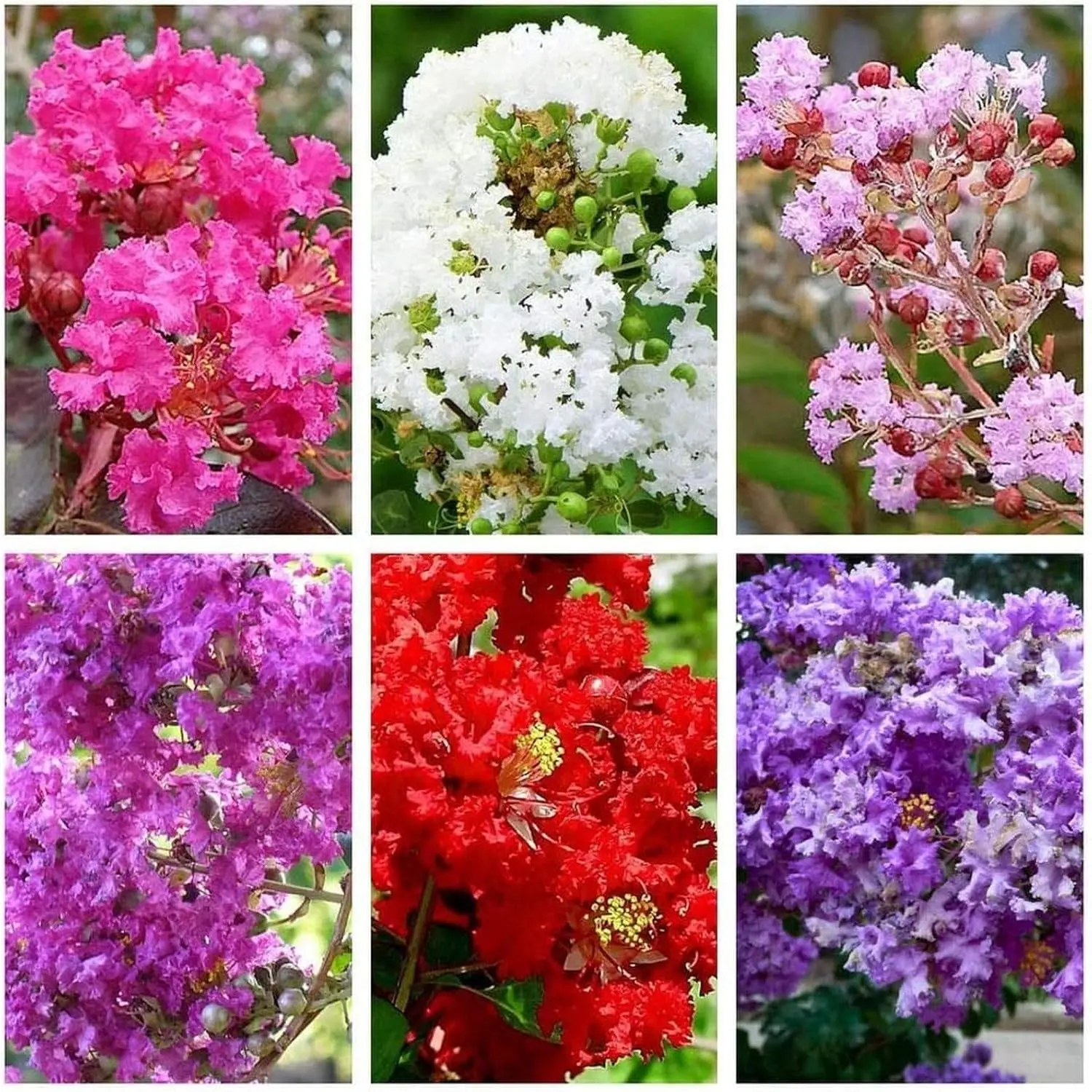 HOT!! - 50 Mixed Crepe Myrtle Lagerstroemia Tree Shrub Crape Red Pink Purple Flower Seed