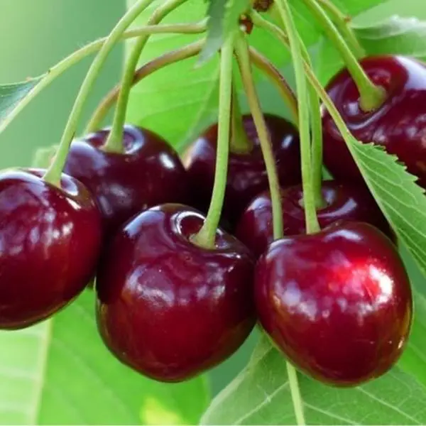 10 Pcs Hardy Perennial Cherry Tree Seeds Fruit Sweet Easy to Grow for Outdoor Garden Landscaping Backyard Pots Backyard Bright