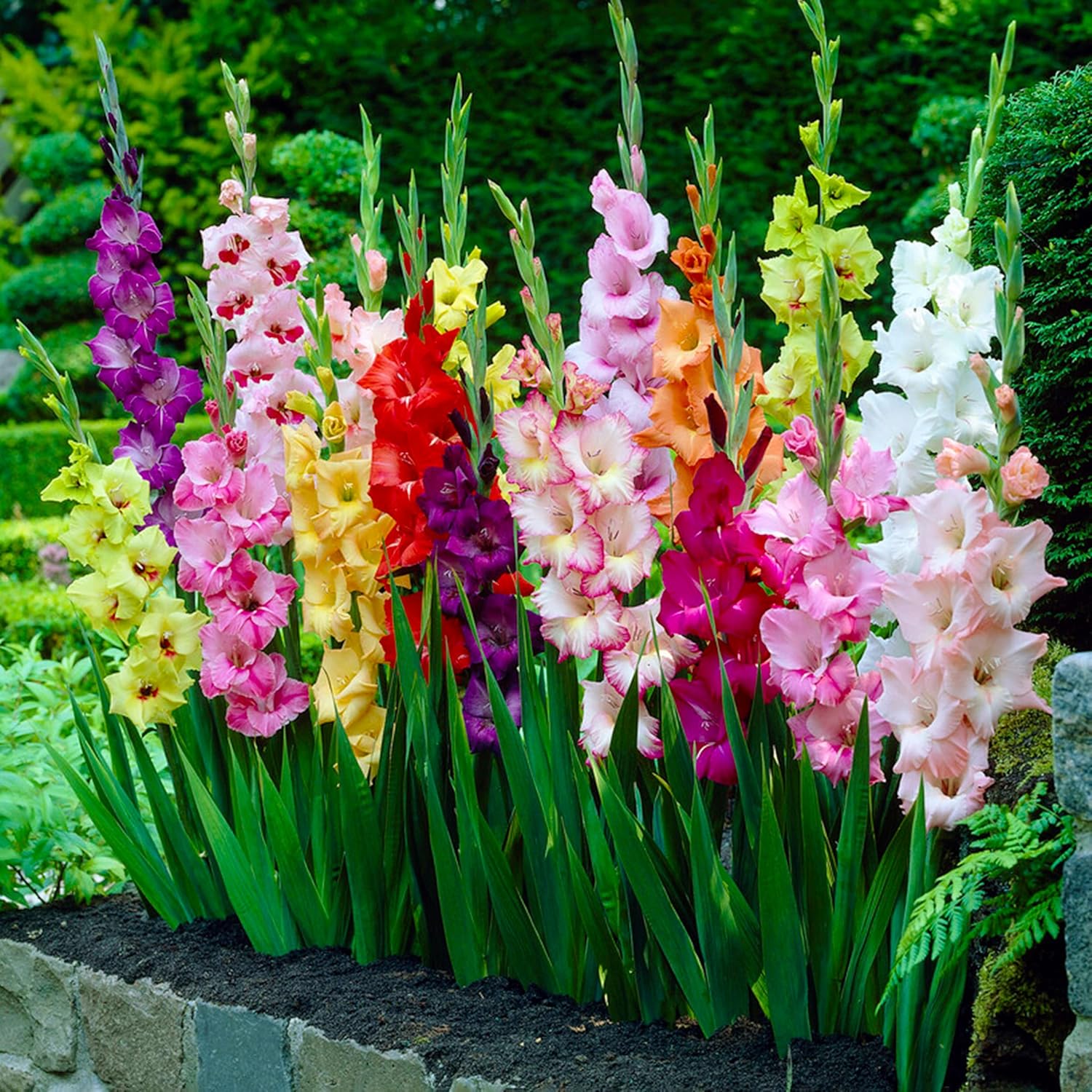 Mixed Color Gladiolus Seeds  – Vibrant Sword-Like Flowers, Easy to Grow, Perennial, Non-GMO, Indoor & Outdoor, Long Blooming, Cold & Heat Tolerant, Beginner-Friendly
