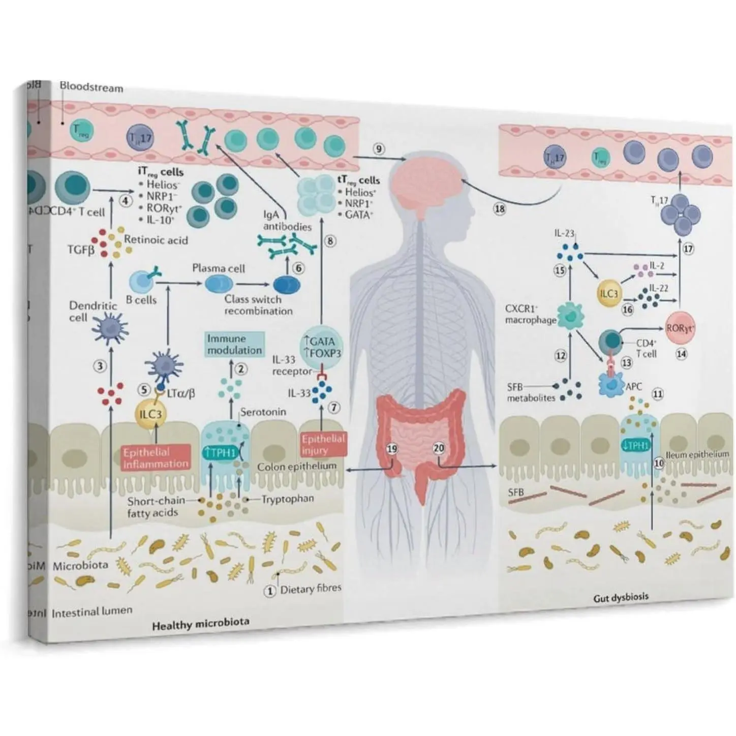Effects And Hazards of Intestinal Microbiota Guide Poster (2) Canvas Print Wall Art Decoration Living Room Office Bedroom Aesthetic 16x12inch40x30cm) Frame-style