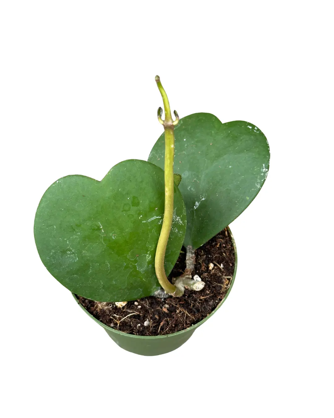 4" Hoya Kerrii – Sweetheart Hoya – Live Indoor Plant