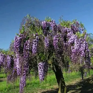 Japanese Wisteria Seeds