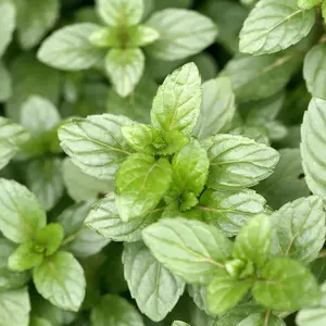 Chocolate Mint Seed 100 Seeds Perennial Herb Plant Garden Fast-Growing Container Extremely Decorative Robust Flavor