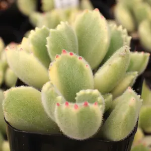 Cotyledon Tomentosa Variegata Plant Plug (Cotyledon tomentosa variegata) – Rare, variegated “Bear Paw” succulent with fuzzy leaves, ideal for collectors.