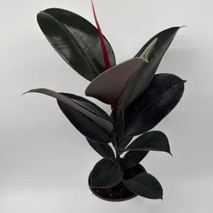 XL Rubber Tree Ficus Elastica Burgundy 6” Pot – Live Tropical House Plant | Unique Burgundy Leaves | Easy Care Beginner Friendly Indoor Home Décor