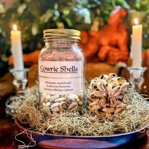 Cowrie Shells