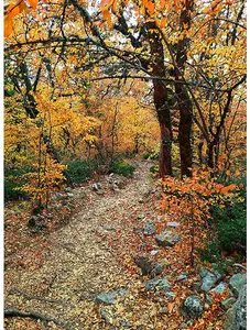 Fabric Hoffman Autumn On the Path to Fall Scenic Path Quilt Panel 32x42.25" Y5789-66
