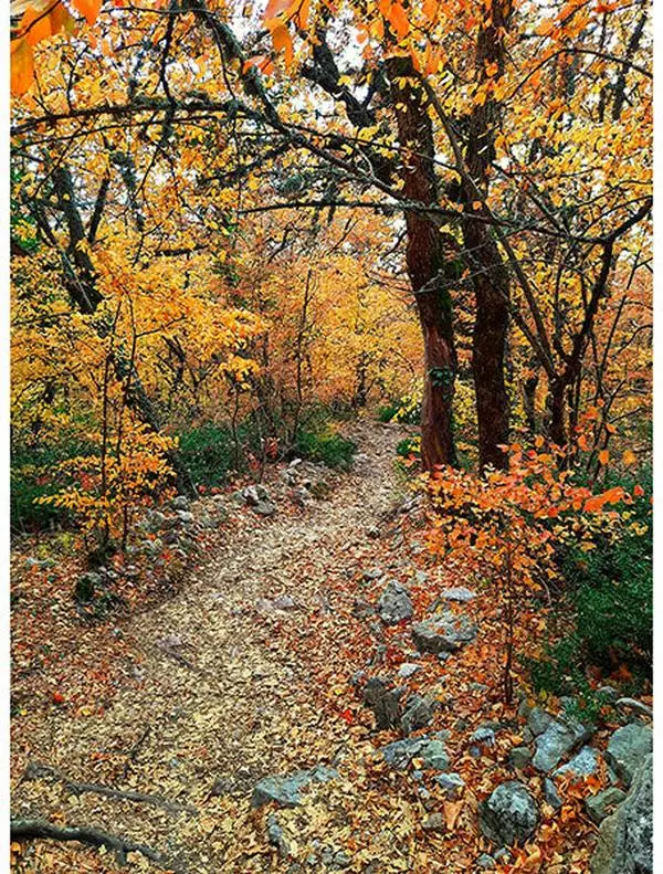 Fabric Hoffman Autumn On the Path to Fall Scenic Path Quilt Panel 32x42.25" Y5789-66