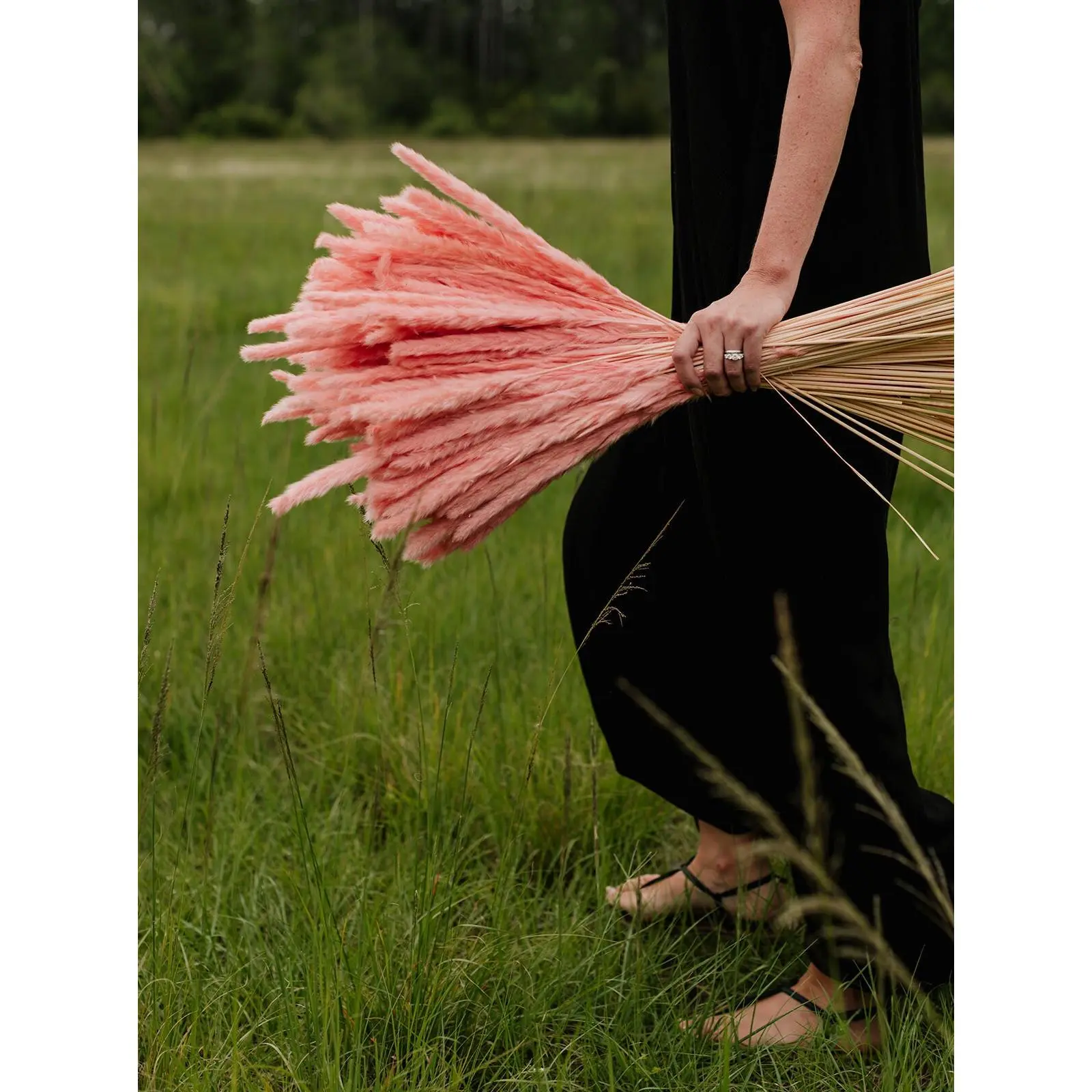 Thin 2FT Pink Pampas Grass