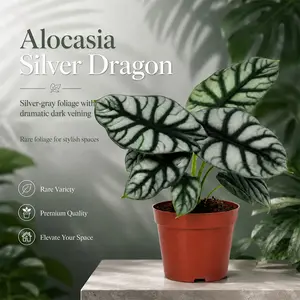 RZ-04 / 4 Inch Potted Alocasia Silver Dragon Live Alocasia Baginda Tropical Jewel Aroid, Thick Silvery Matte Heart Foliage With Deep Dark Dragon Scale Veins, Humidity-Loving Compact Collector Plant For Desktops, Bright Window Nooks And Minimalist