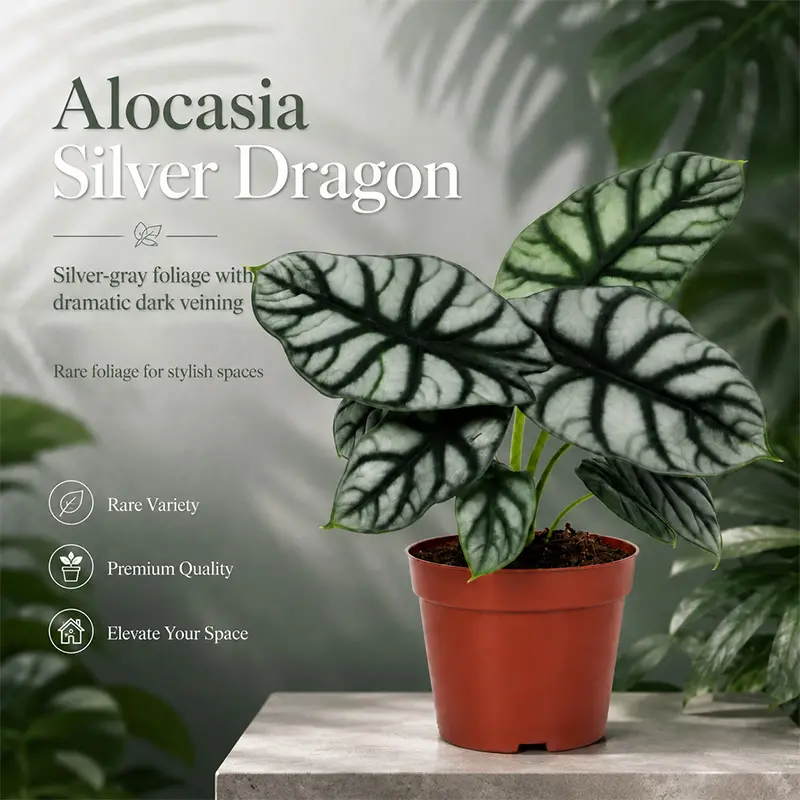RZ-04 / 4 Inch Potted Alocasia Silver Dragon Live Alocasia Baginda Tropical Jewel Aroid, Thick Silvery Matte Heart Foliage With Deep Dark Dragon Scale Veins, Humidity-Loving Compact Collector Plant For Desktops, Bright Window Nooks And Minimalist