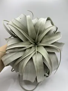 Large Xerographica — Queen of Air Plants | Live Plant | Luz & Leaves