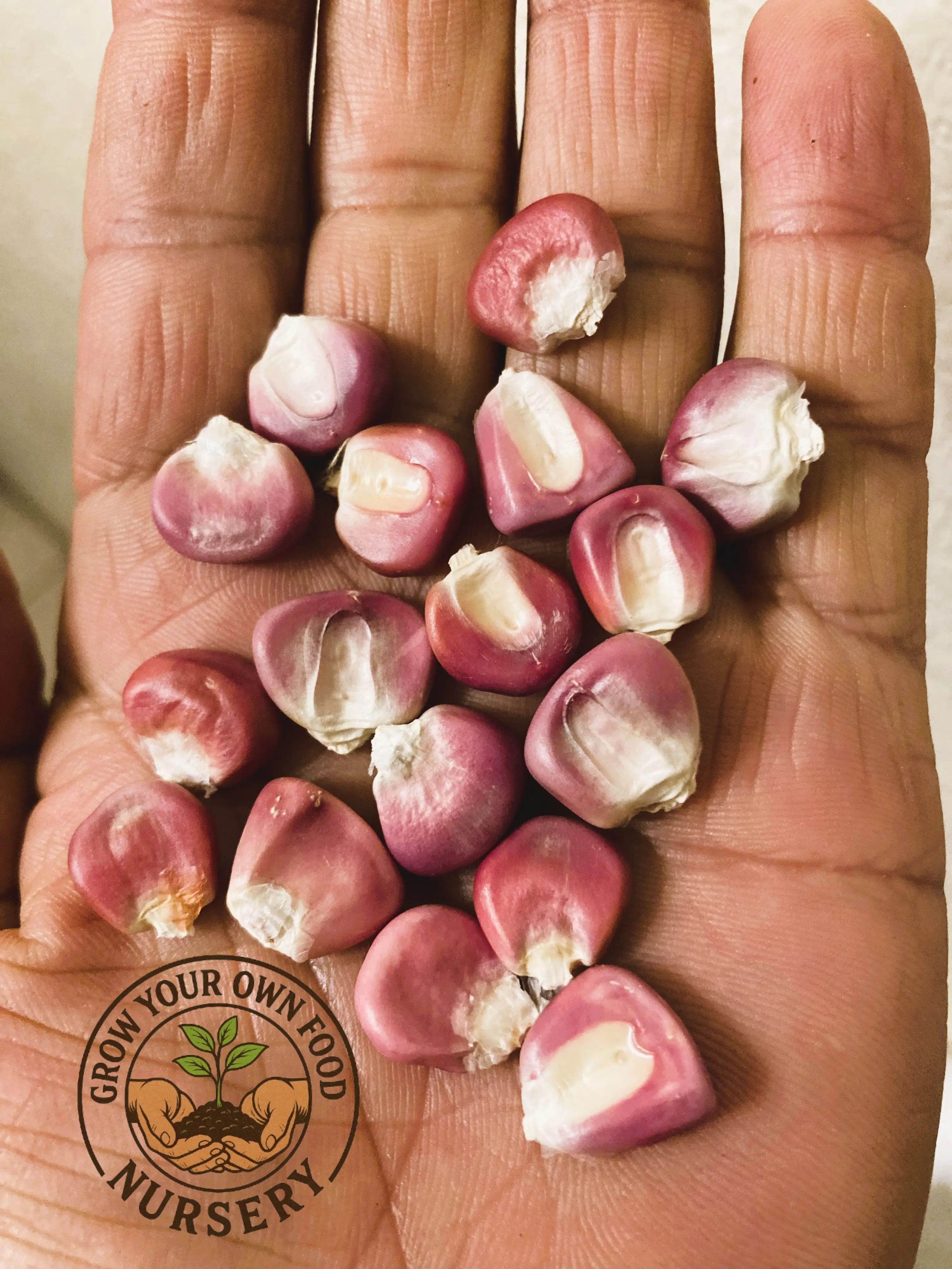 Open-Pollinated Heirloom Hominy Corn Vegetable Seeds - Non-GMO Semilla de Elote Pozolero (50 Seeds), Vegetables Seeds
