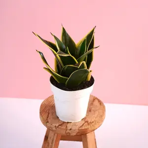 Sanseveria Black Star - 4” Pot