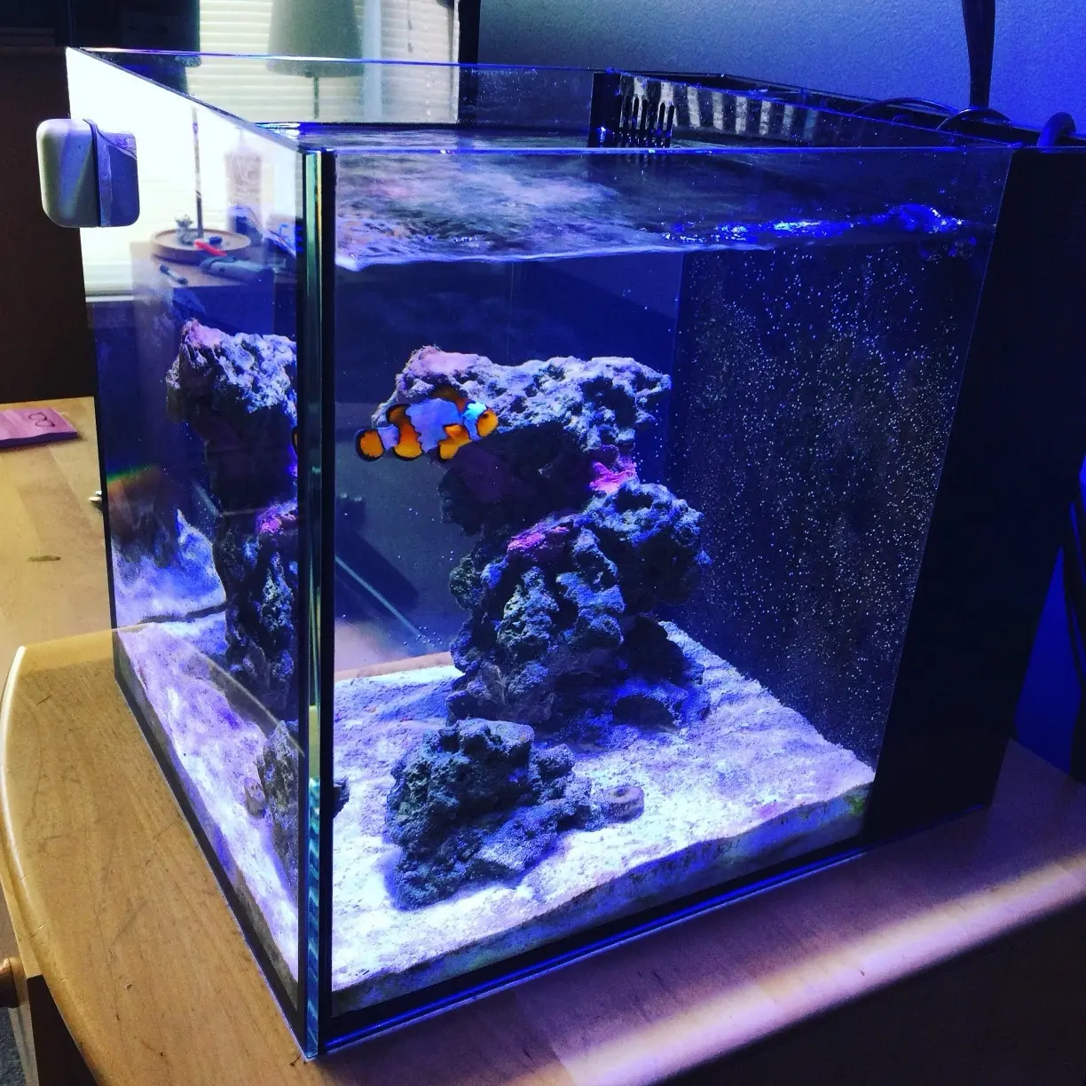 Start Your Aquatic Adventure with the Premade 9 Gallon Saltwater Tank