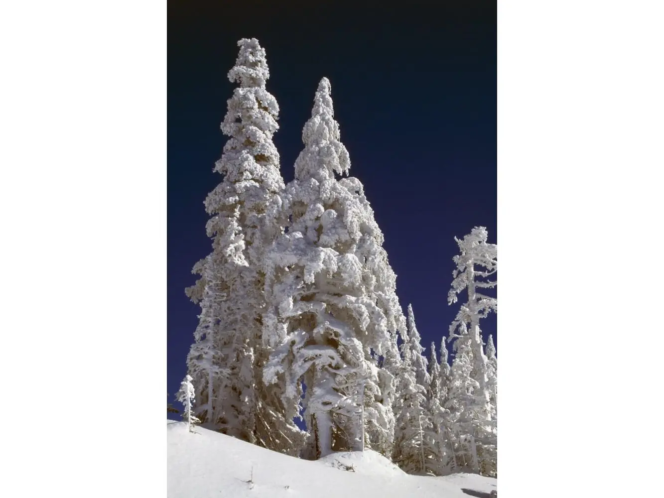 212 MAIN Artistic Snow-Covered Pine Trees on Mount Hood Poster Print - Natural Selection by Craig Tuttle, Decor Photo for Room, Ideal Gift for Home Decor Enthusiasts