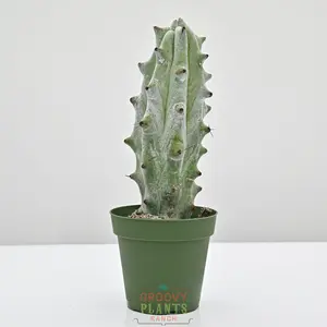 Silver-White Columnar Cactus, Ghost White Boobie Cactus | Stenocereus beneckei