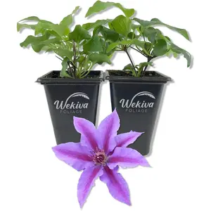 Clematis INES - Live Starter Plants in 2 Inch Growers Pots - Starter Plants Ready for The Garden - Rare Clematis for Collectors