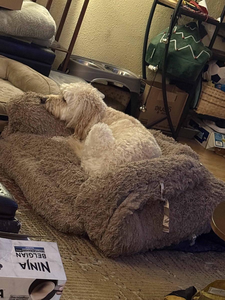 Item: 3-in-1 Flexible Camel(68x44x12)