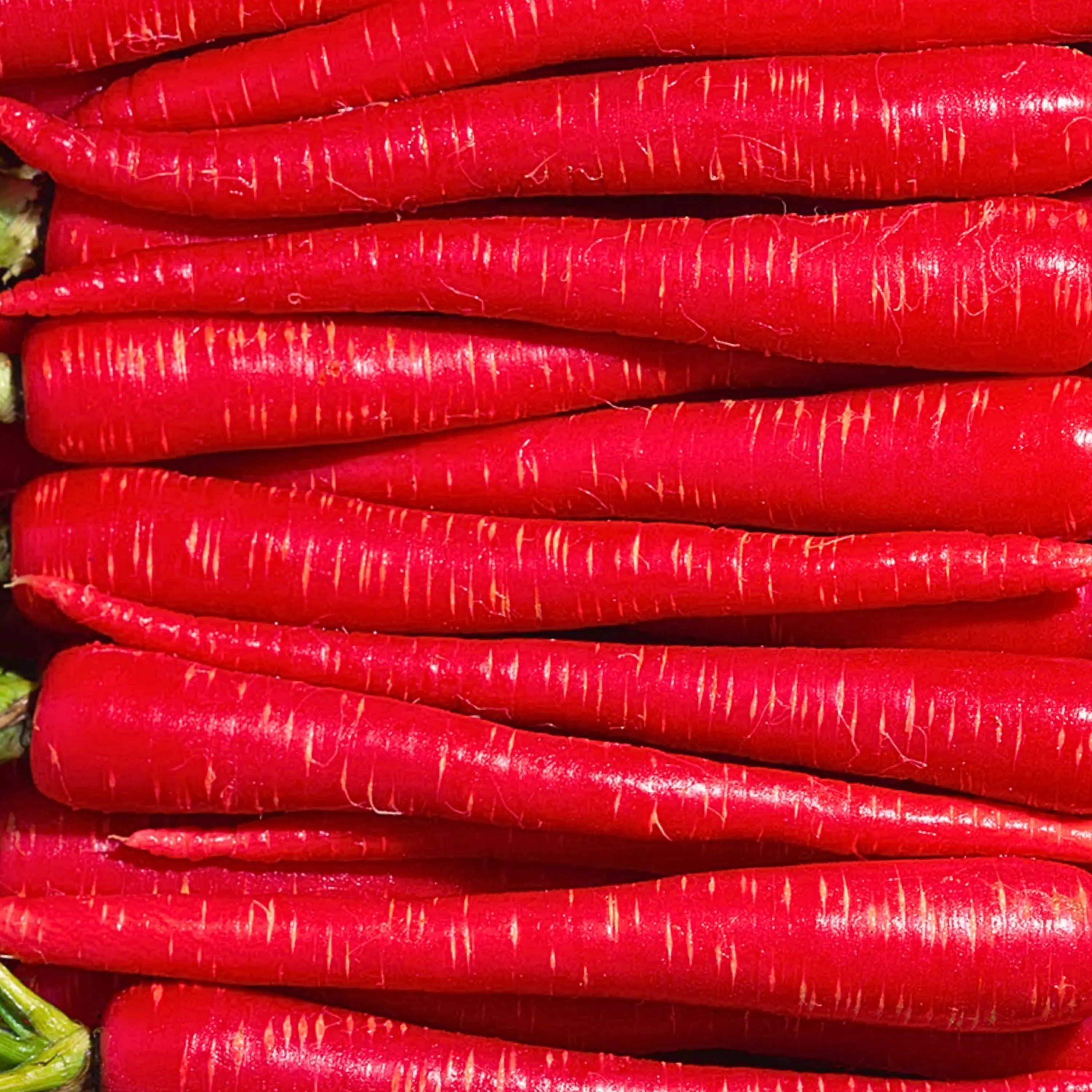 Heirloom Red Kyoto Carrot Seeds - Organic and Regenerative Gardening Seeds
