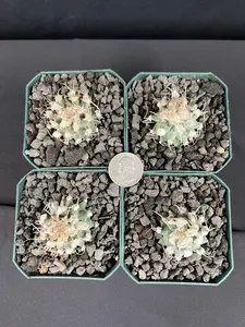 Turbinicarpus Nikolae Cactus - Grower's Choice