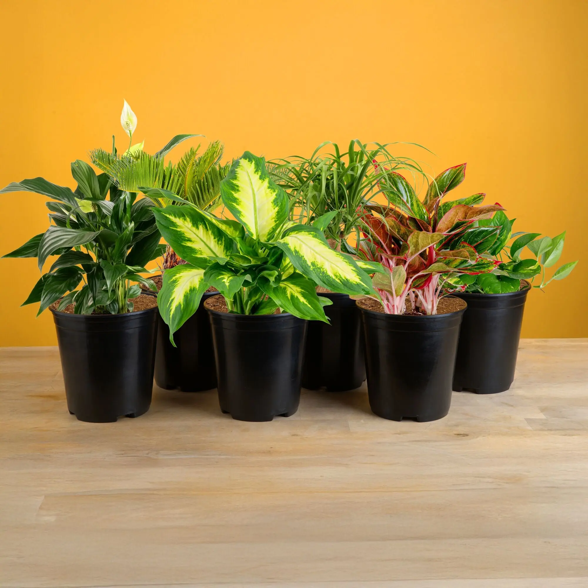 Houseplant Collection | medium Houseplant Collection | medium