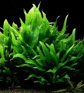 5 Java Ferns! (Microsorum Pteropus)-Easy Live Aquarium Pond Aquatic Plant