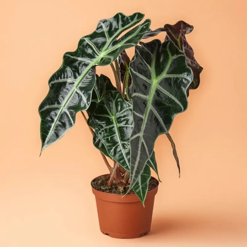 nigerian shrub fadogia agrestis - TikTok Shop